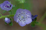 Fuzzy phacelia